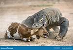Komodo Dragon Attack