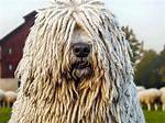 Komondor Without Dreads