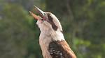 Kookaburra Call