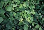 Kudzu for Example