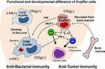 Kupffer Cells Function