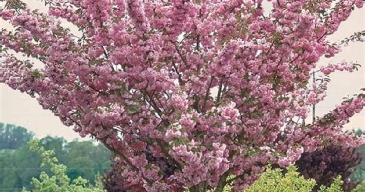 Kwanzan Cherry Tree