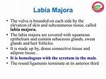 Labia