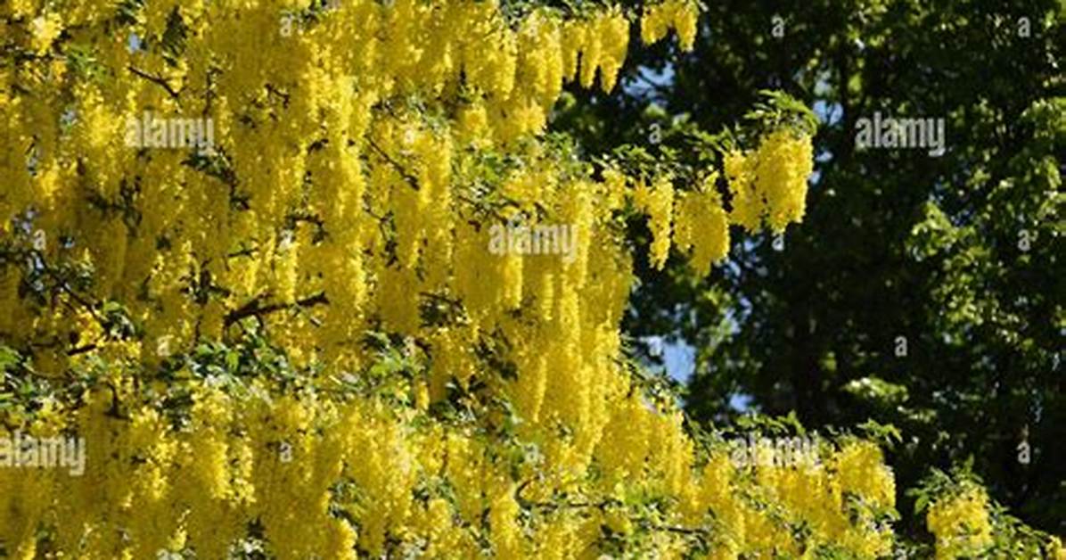 Laburnum Tree