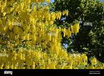 Laburnum Tree