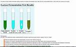 Lactose Fermentation Test
