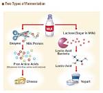 Lactose Fermentation