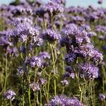 Lacy Phacelia