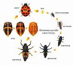 Lady Bug Eggs