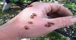 Ladybug Bite
