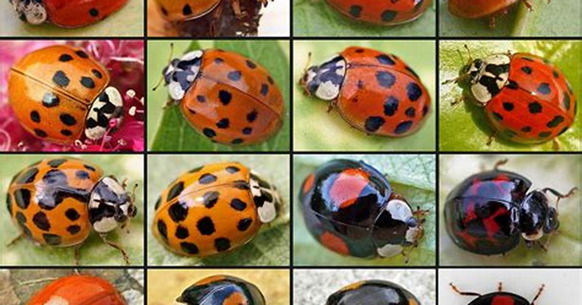 Ladybug Colors