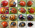 Ladybug Colors