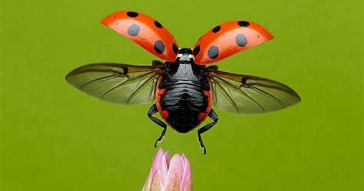 Ladybug Wings