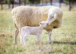 Lamb's Mom