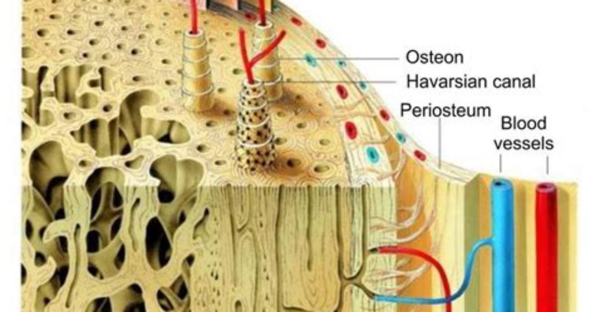 Lamellar Bone