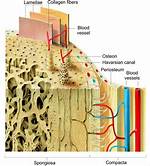 Lamellar Bone