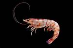 Langostino