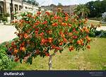 Lantana Tree