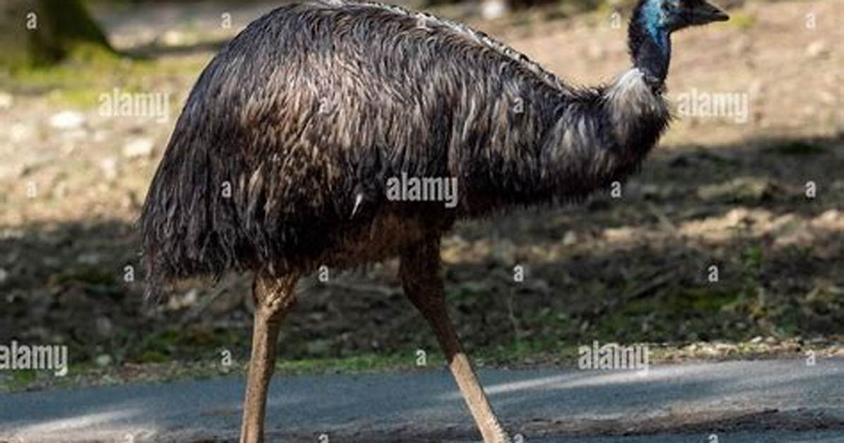 Large Flightless Bird