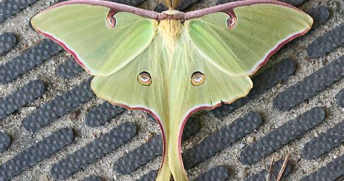 Large Green Moth