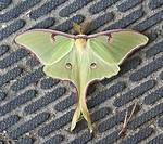 Large Green Moth