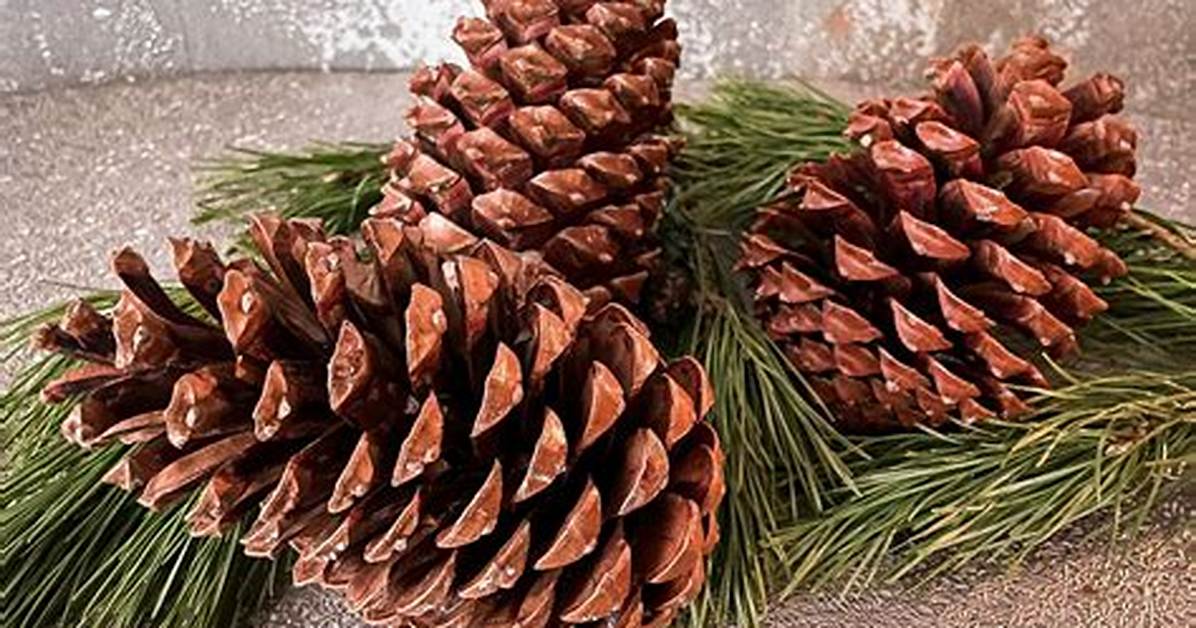 Large Pine Cones
