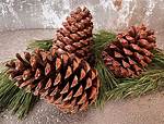 Large Pine Cones