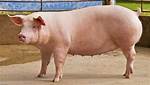Larger Pig