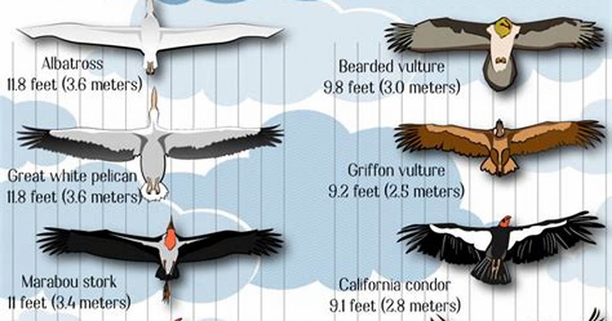 Largest Bird Wingspan