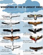 Largest Bird Wingspan