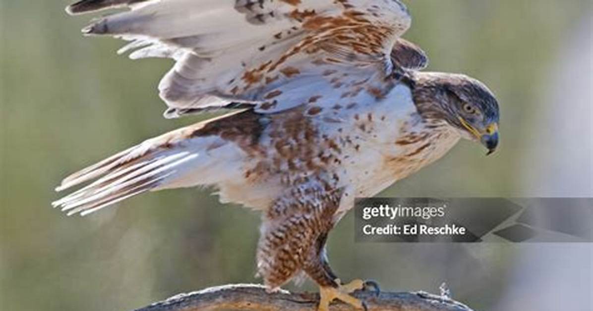 Largest Hawk