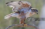 Largest Hawk