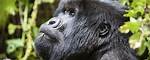 Largest Living Primate