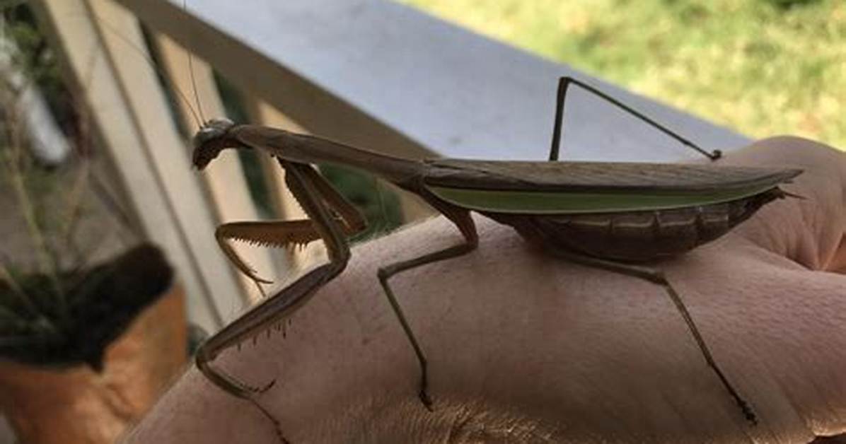 Largest Praying Mantis