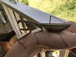 Largest Praying Mantis