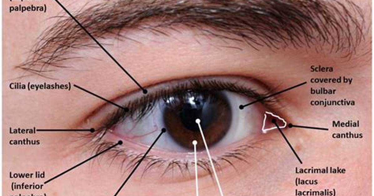 Lateral Canthus