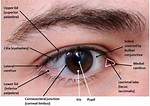 Lateral Canthus