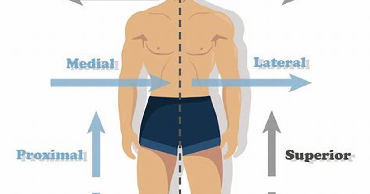Lateral Sides