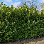 Laurel Bushes