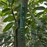 Laurel Height