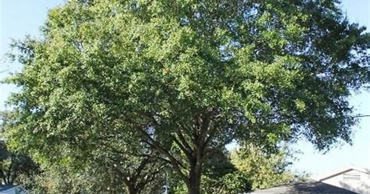Laurel Oak Tree