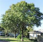 Laurel Oak Tree