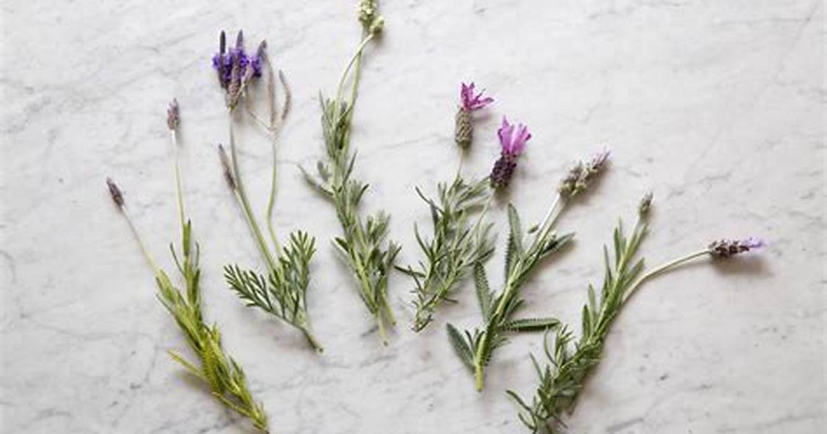 Lavender Leaves