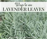 Lavender Leaves