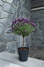 Lavender Patio Tree