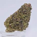 Lavender Strain
