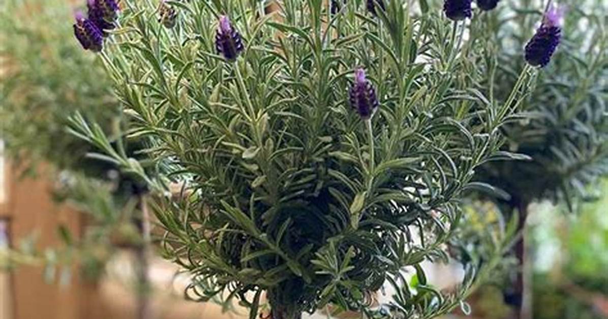 Lavender Trees