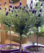 Lavender Trees