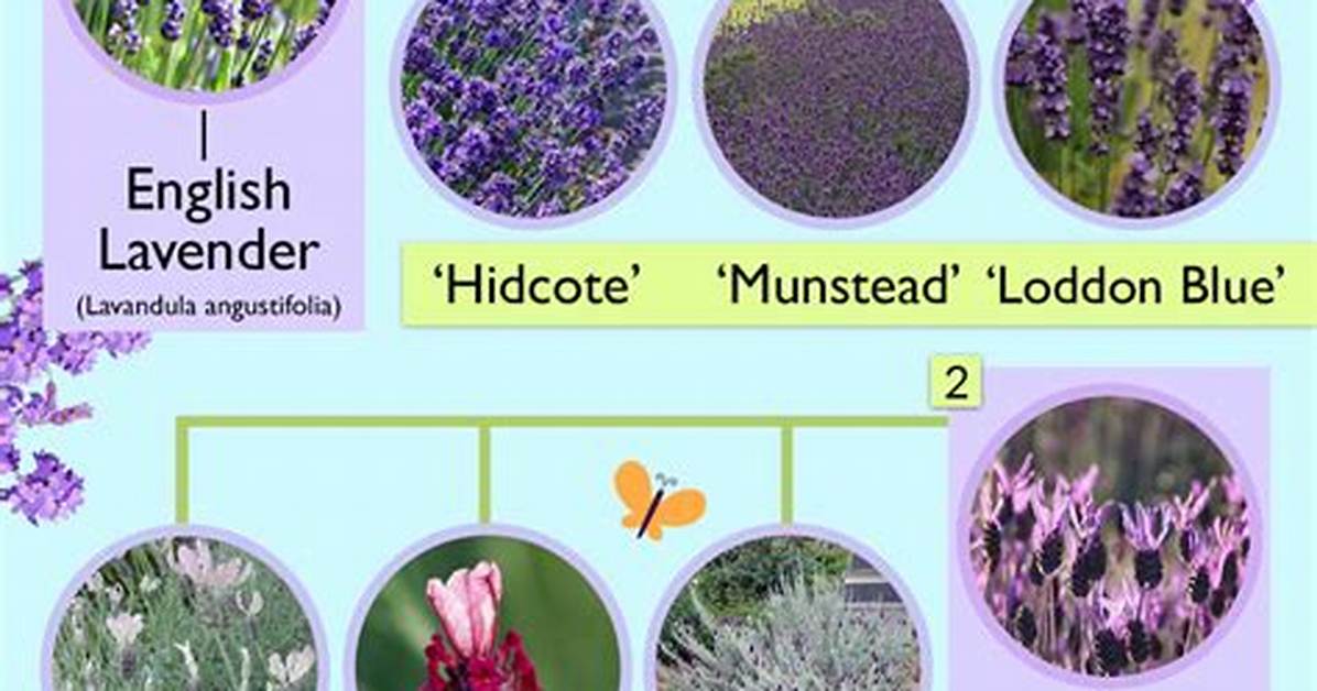 Lavender Types