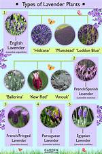 Lavender Types